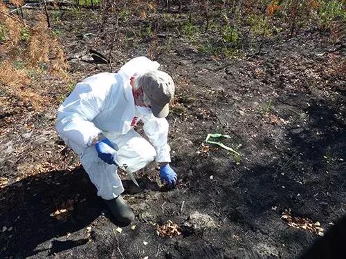 切尔诺贝利实拍的奇怪动物,探险切尔诺贝利发现变异巨鼠事件