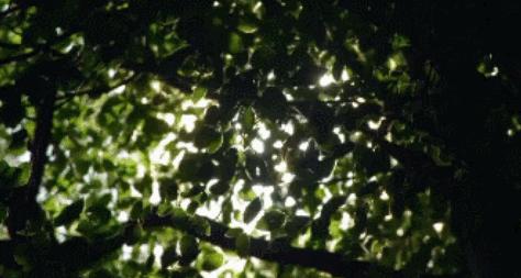 隐居深山30年以种地为生,隐居深山生活养动物