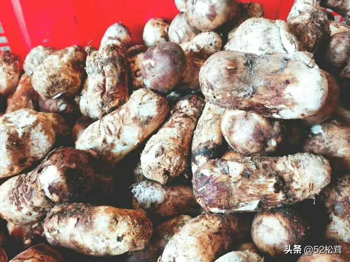 松茸好吃吧,松茸菇真的有那么好吃吗