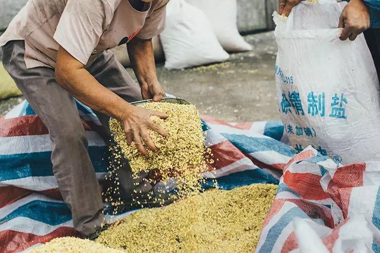 桂花香秋天的味道,南宁青秀山桂花盛开