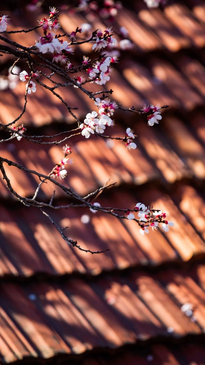 日照最美桃源,寻找最美春天日照惊艳全城
