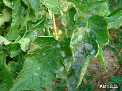 蔬菜粉虱病的防治方法,蔬菜白粉菌病怎么治