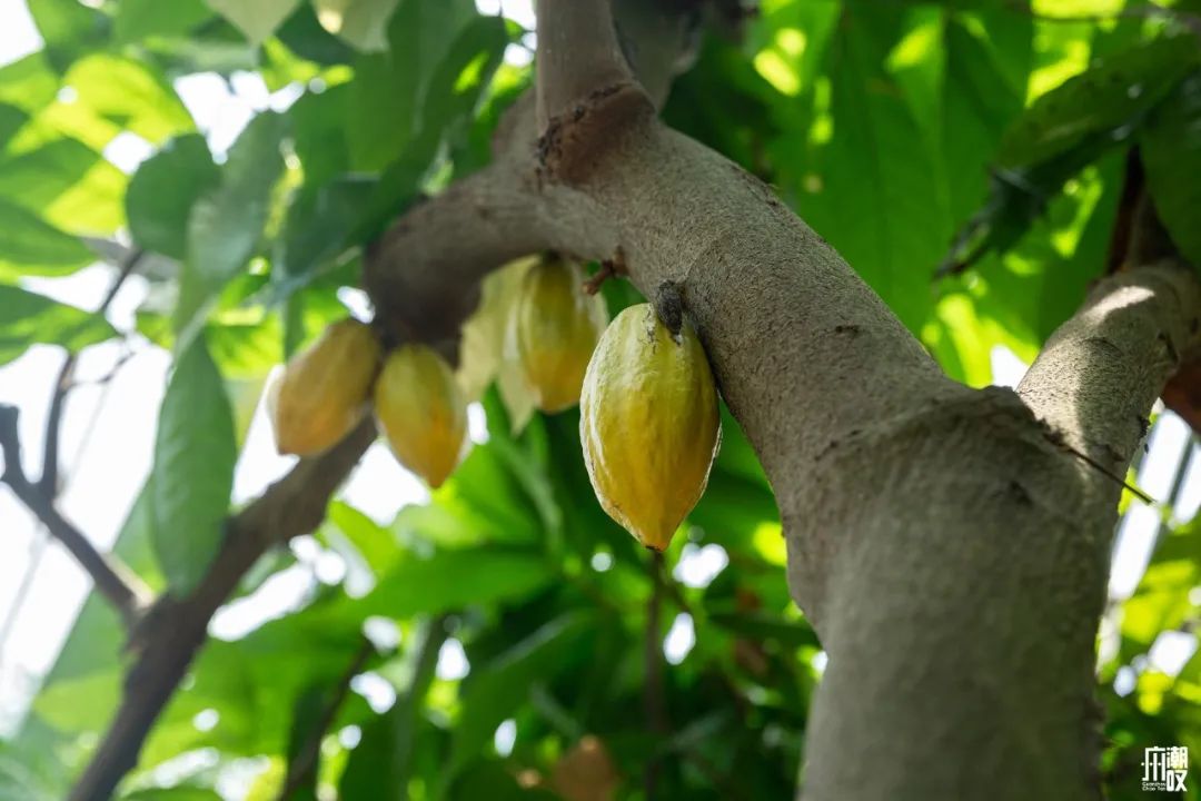 300+万㎡原始森林秘境，天河就有