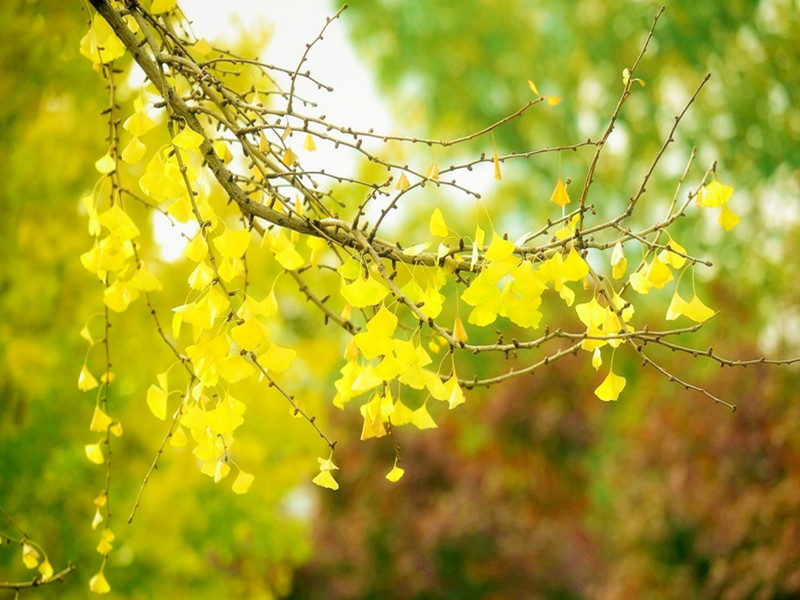 大规格银杏树木移植,移栽大银杏