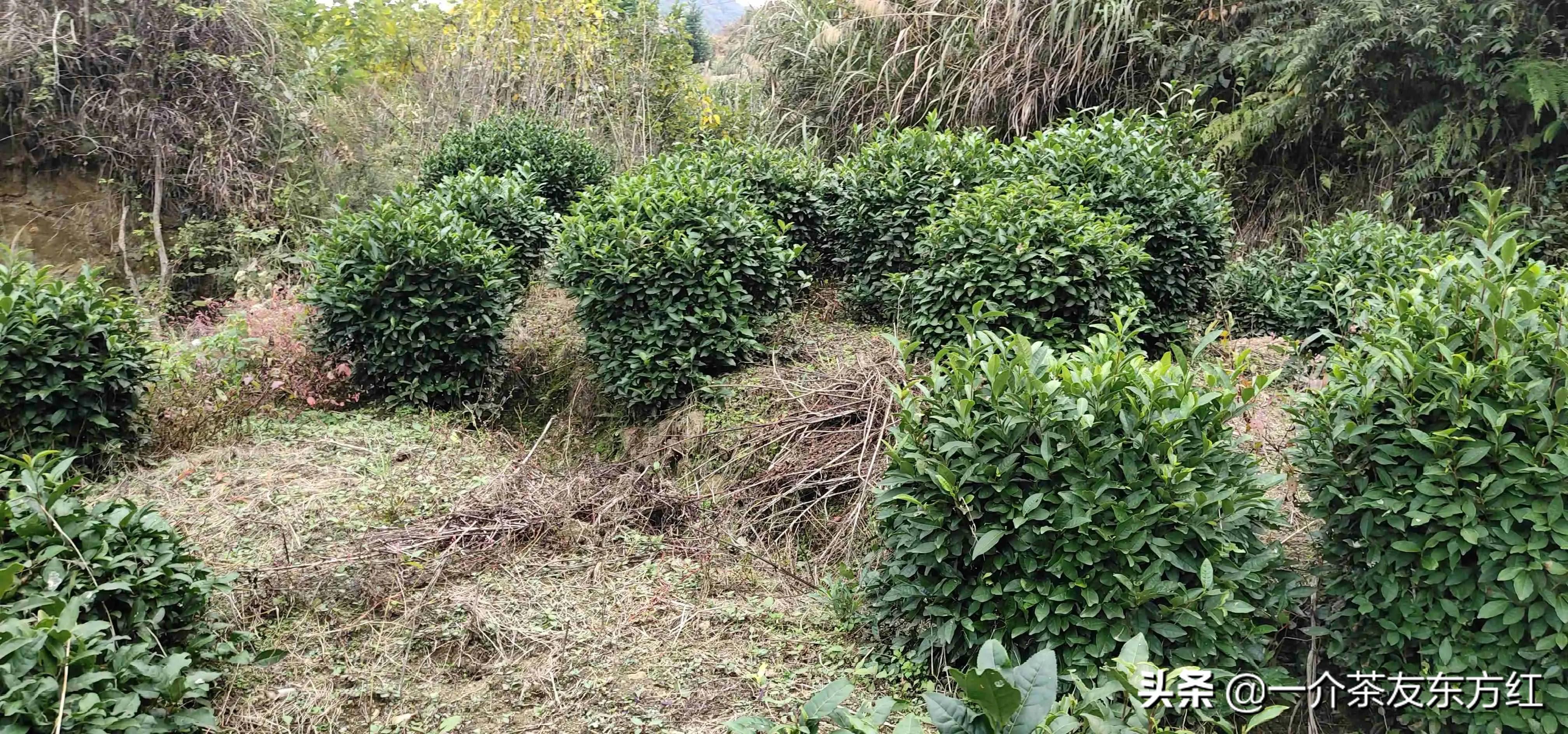 六安大别山主峰白马尖一日游游记,六安霍山攻略