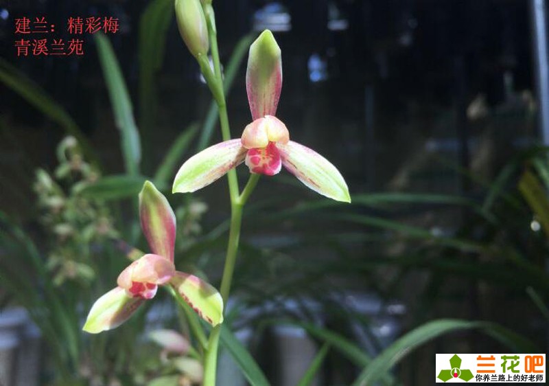 古今养兰经典,养兰秘诀