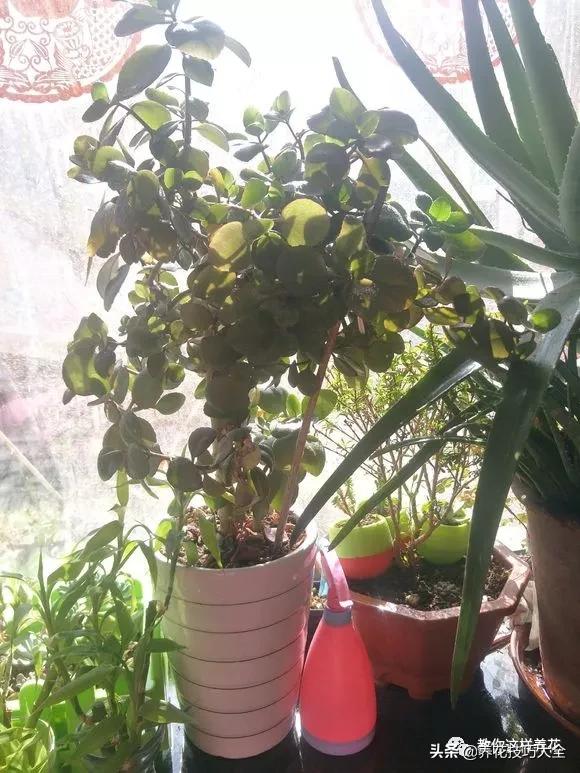 长寿花很多枝头怎么修剪变成老桩,长寿花2年了枝干长成老桩了