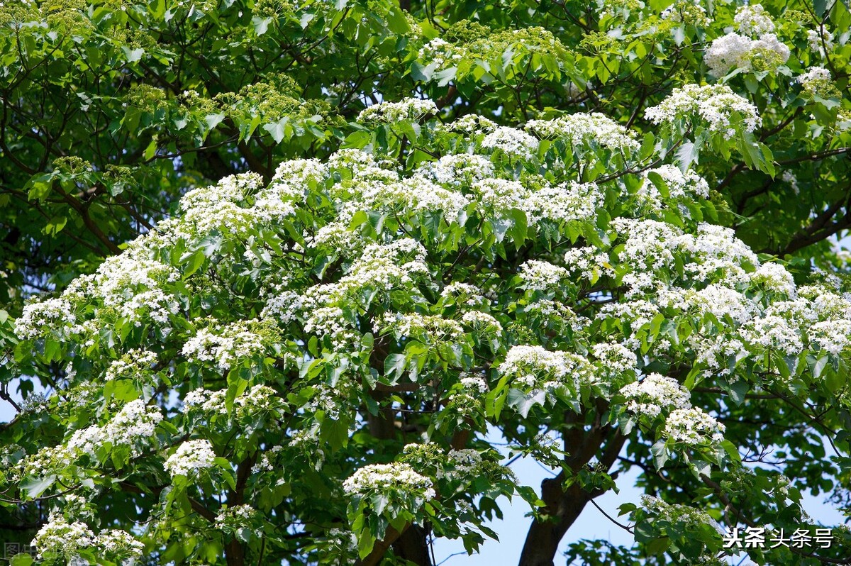 油桐花开时,四月又到油桐花开时