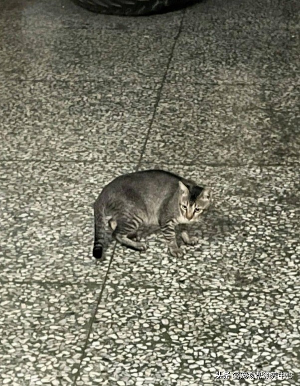 流浪猫是如何找到投喂的猫粮,流浪猫喂过一次找不到了怎么办