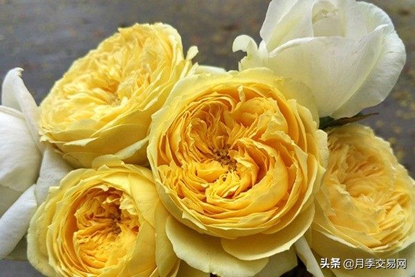 黄金庆典和果汁阳台月季哪个好,10种最经典的切花月季品种