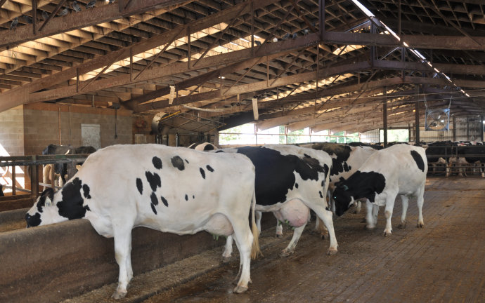 怪不得这么牛因为奶牛—牛