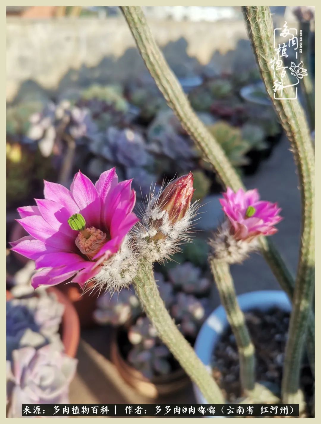 这个春天我们一起去赏花,这个季节我们一起去看花