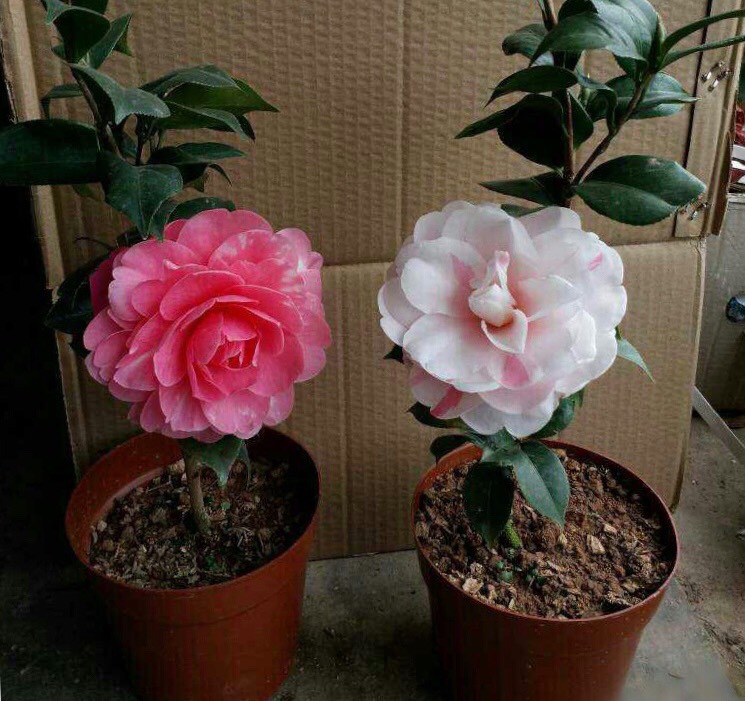 哪些花是真正的富贵花,富贵花给人带来吉祥好运