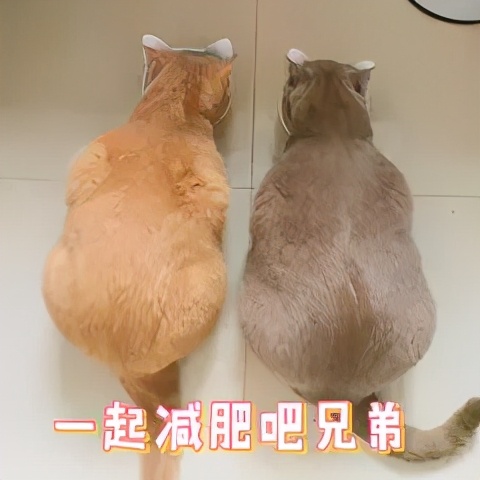 减肥后又反弹了应该怎么减,减肥期间便秘体重反弹