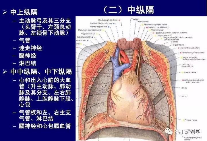 纵隔人体解剖学,纵隔解剖x线表现