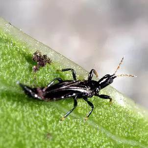 杀虫剂如何防治病虫害,金叶榆树虫害用什么杀虫剂防治好