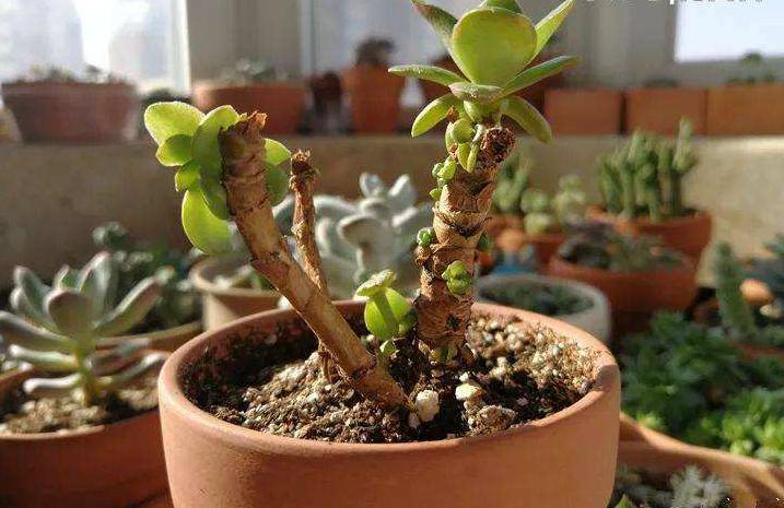 多肉中不易徒长的品种,多肉徒长的三个秘密