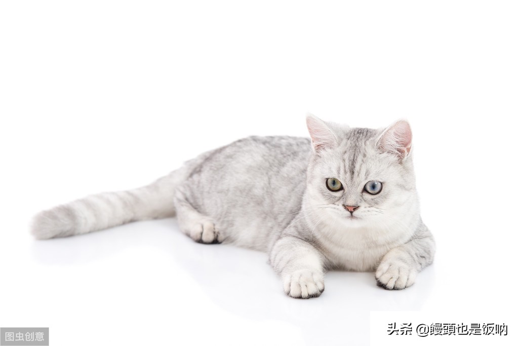 英国短毛猫饲养,养英国短毛猫需要的注意事项