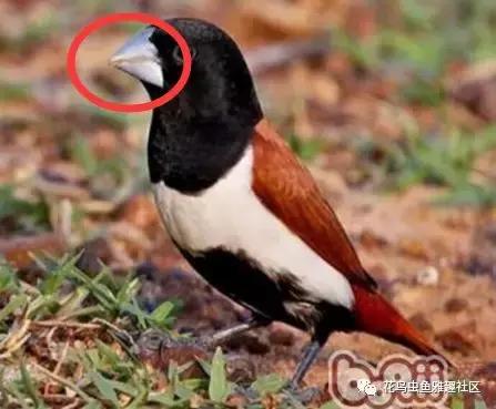 鸟儿怎么快速上手,鸟控食的正确步骤