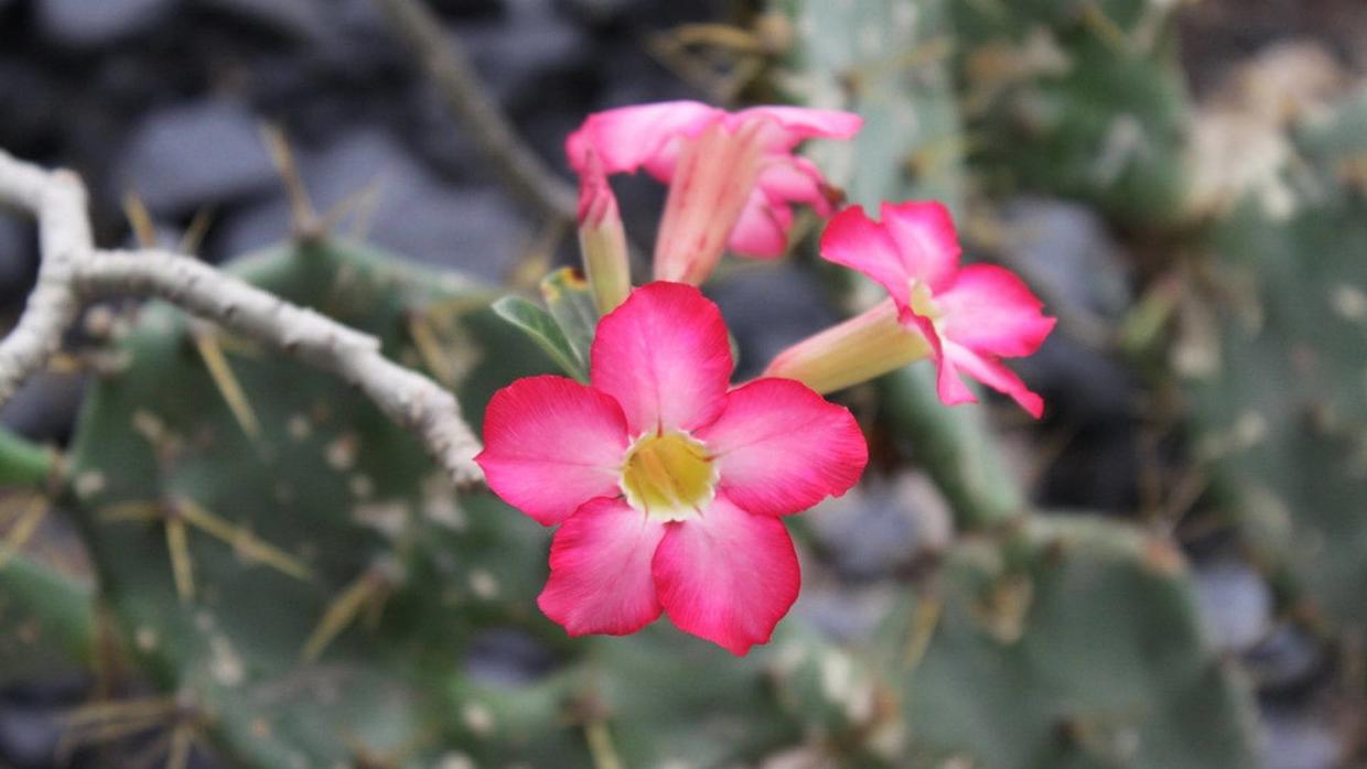 原来有的花没有花苞怎么办,花快开花了花苞会掉怎么办