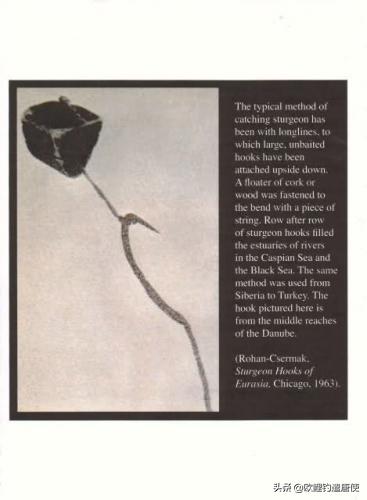 欧鲤钓适合中国吗,欧鲤钓入门