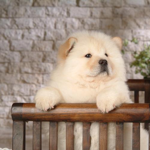 五种狗狗汪星人,十大最受欢迎的大型狗狗排名