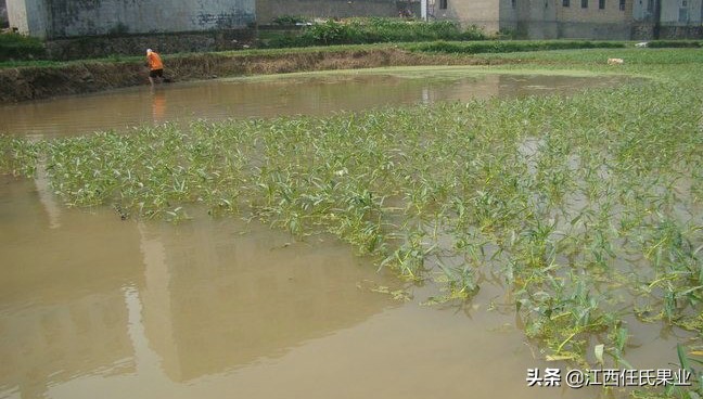 水蕹菜用土种法视频,水蕹菜