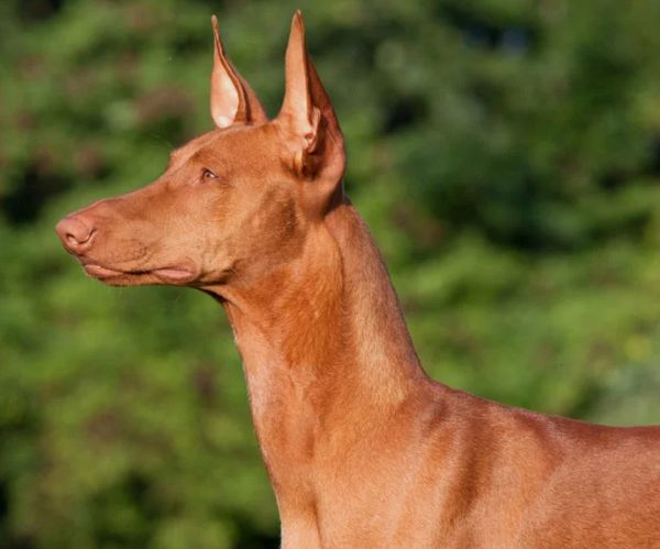 法老王猎犬是大型犬吗,法老王犬品种大全