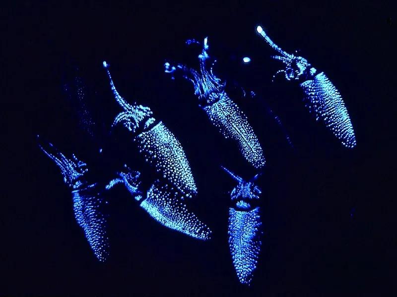 原来那片荧光海是真的存在的,荧光大海