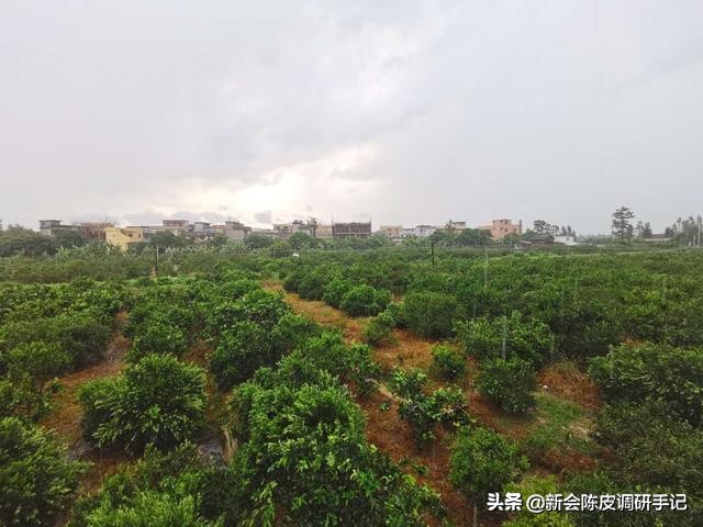 新会最老陈皮多少钱一斤,千万别错过新会陈皮质优价廉