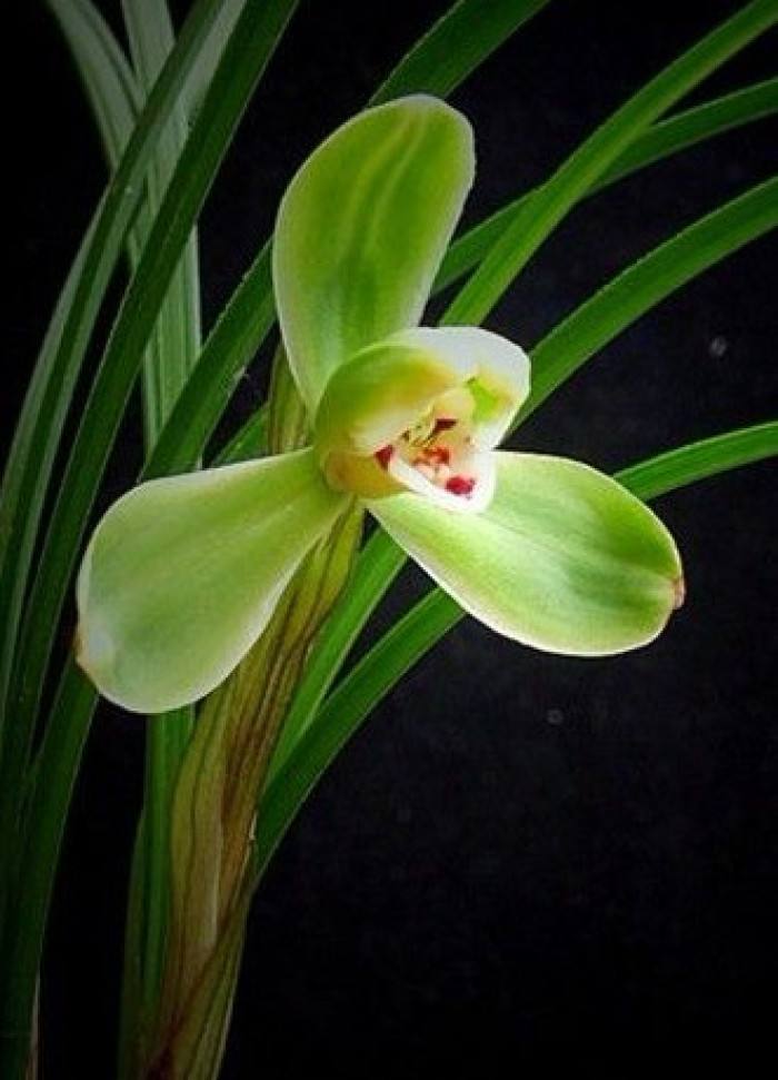 青山玉泉兰花花芽分化时间,冬季兰花花芽分化期能喷水吗