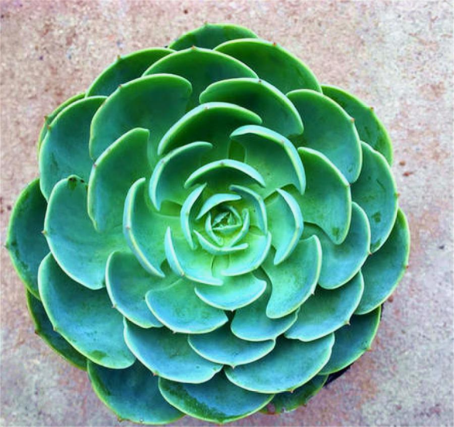 想把玉蝶养成多头老桩，这3点养护经验要知道，告别黑腐长得快