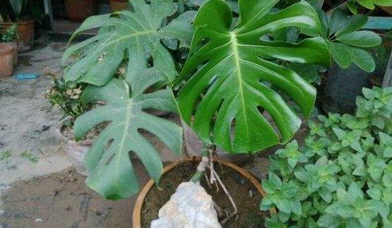 龟背竹烂根怎么快速解决,龟背竹烂根最好的处理方法