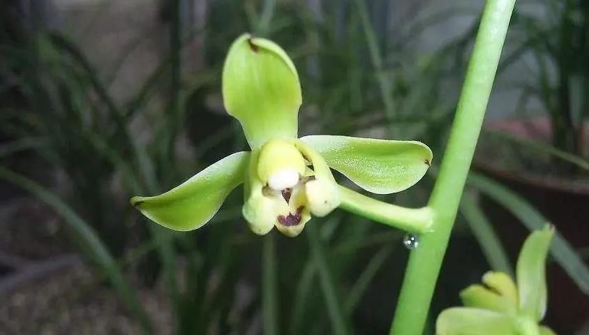 最好的兰花品种图片及名称大全,各种兰花品种详细介绍大全