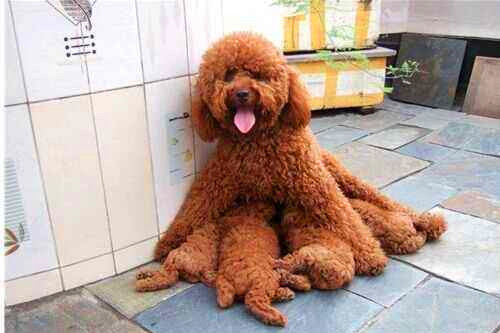 泰迪生完后如何照顾,泰迪掉毛怎么解决最有效