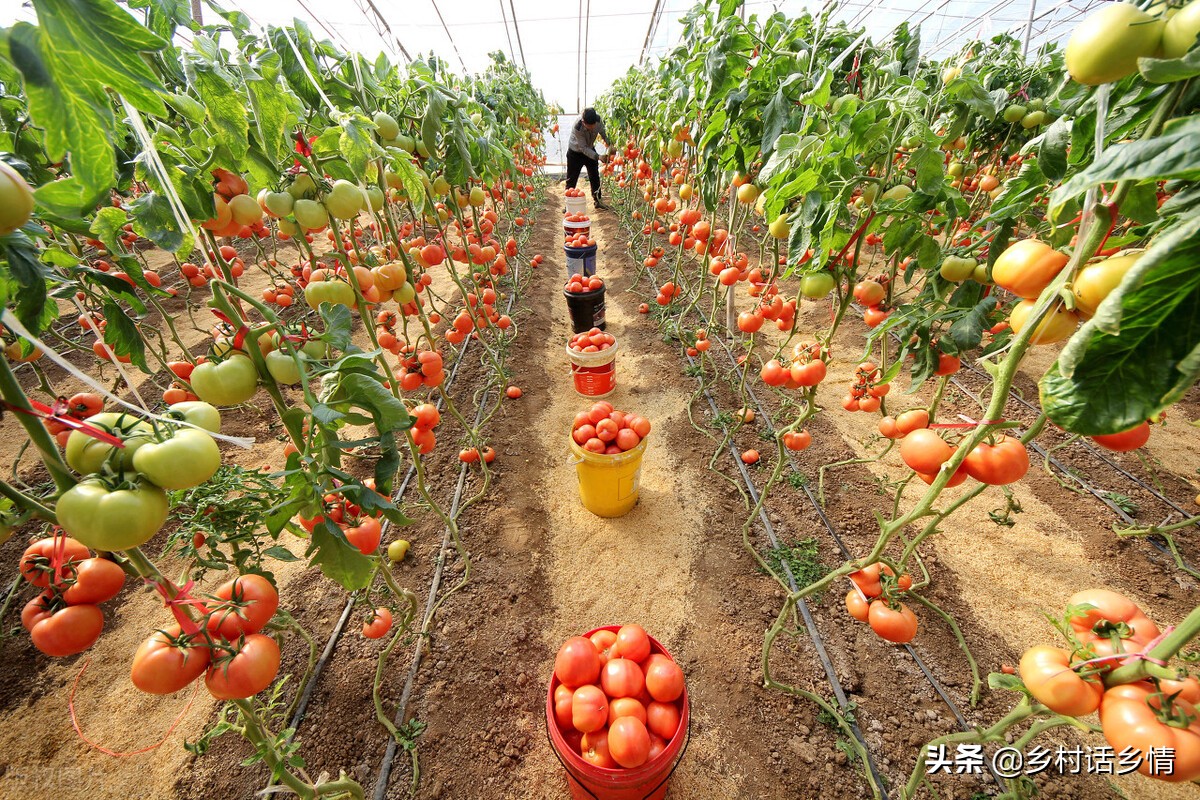 多年生蔬菜水果种植,种植蔬菜及蔬菜育苗技术