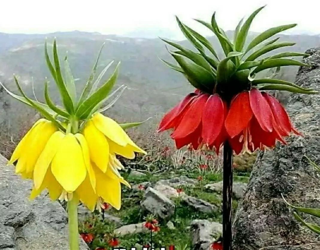 奇葩造型花:头上长草,心中有鬼,白月光。白天不开你非要晚上开