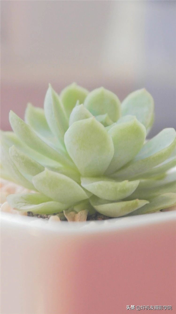 十五种最漂亮的多肉,15种好看的多肉