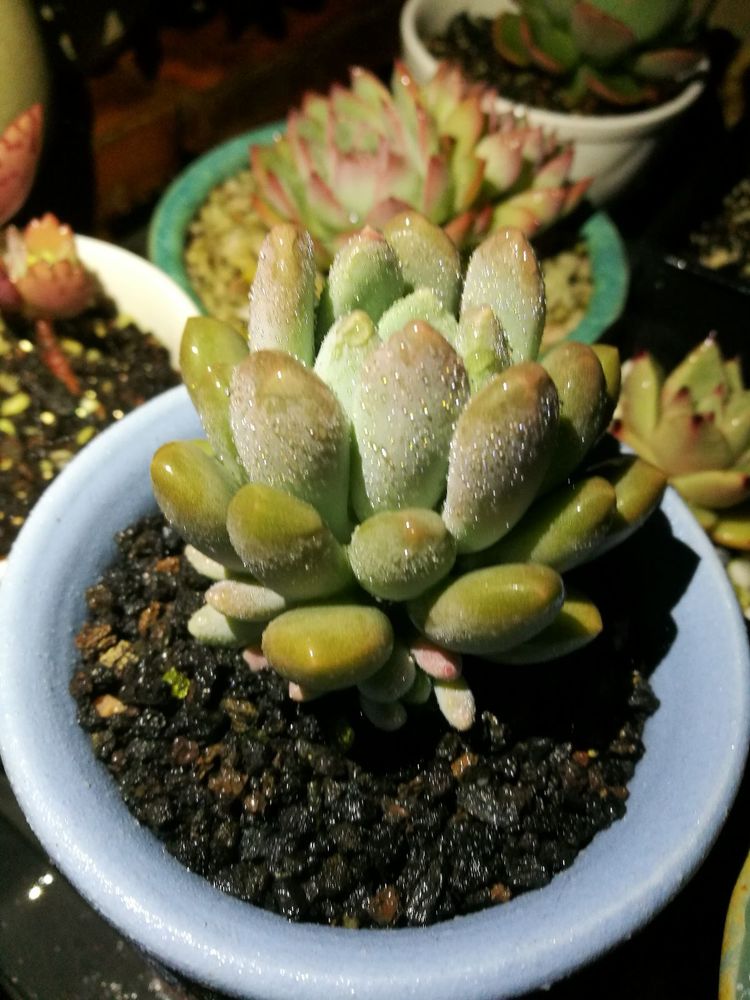 误打误撞的多肉情缘,带我走进多肉小世界!