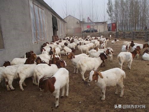 波尔山羊生病怎么治,波尔山羊口疮