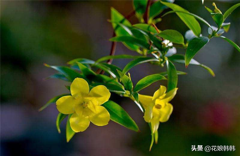 什么花比茉莉还好养,四季茉莉花哪个品种好养