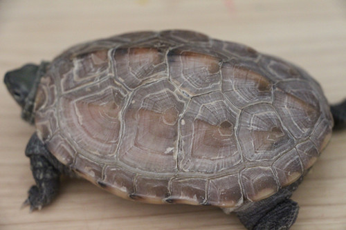 乌龟脱壳是什么样子,乌龟煮多久才能脱壳