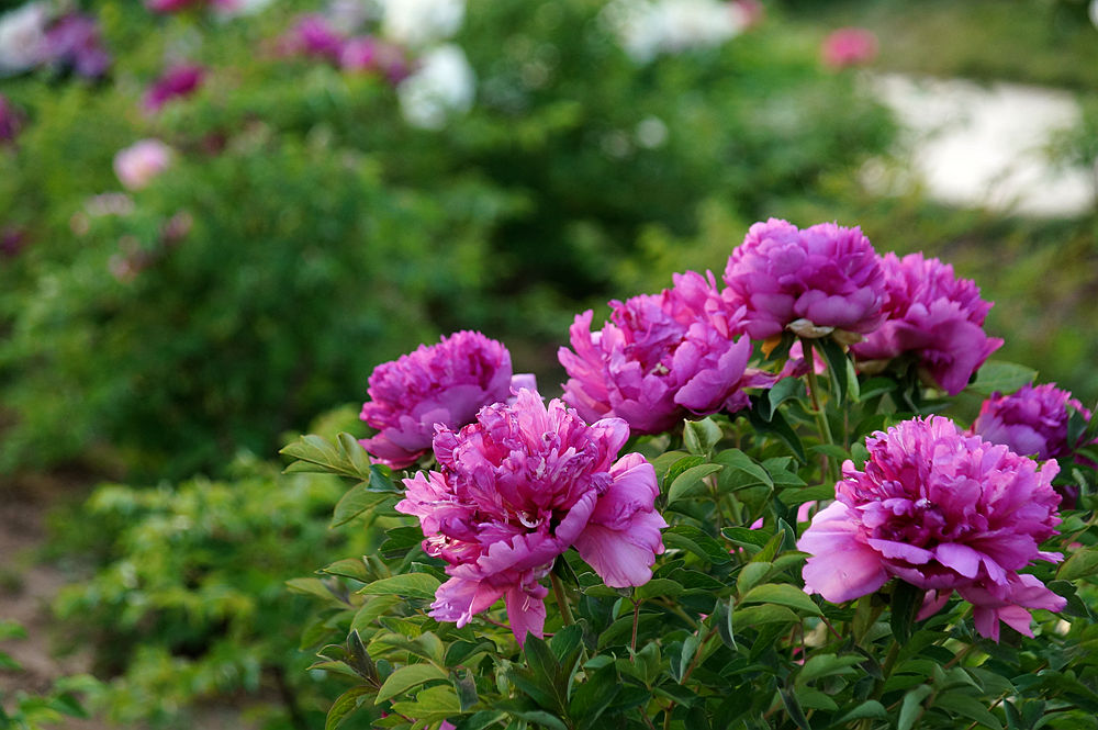 陕西省大荔县购物中心,大荔县购物中心