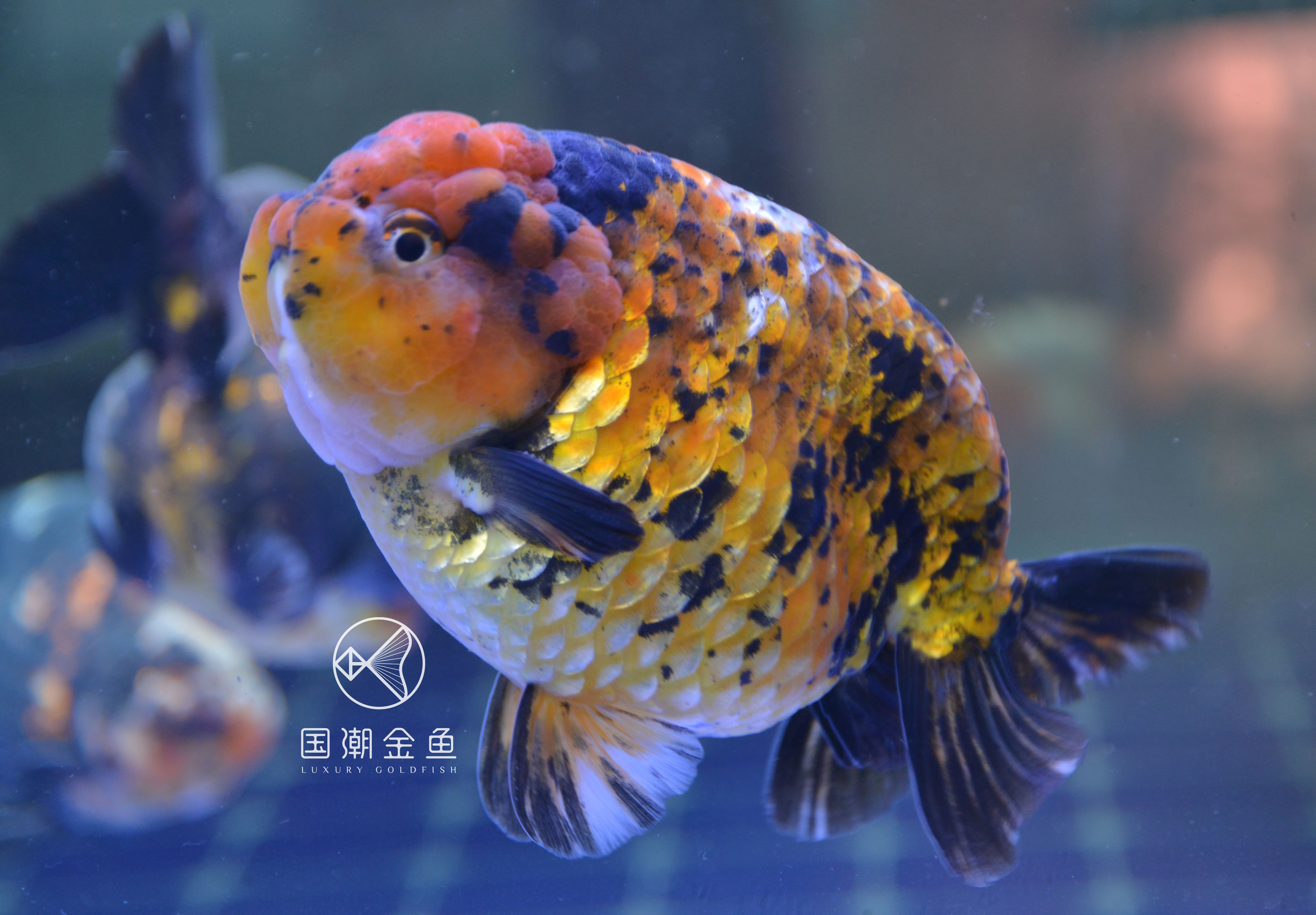 潘国诚谈养金鱼,福州潘国诚金鱼