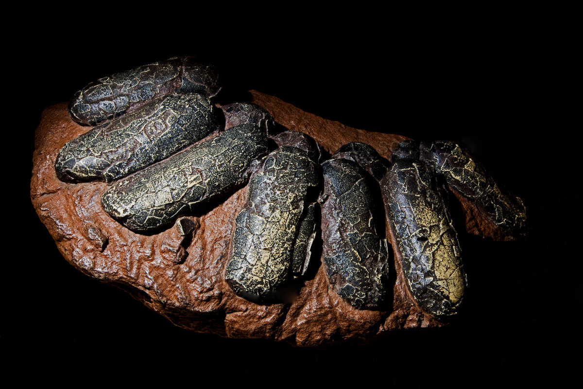 为什么恐龙孵化蛋不会碎,恐龙蛋孵化成小恐龙的过程是什么