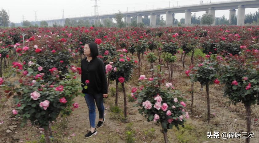 济南树状月季基地,济南藤本月季种植基地
