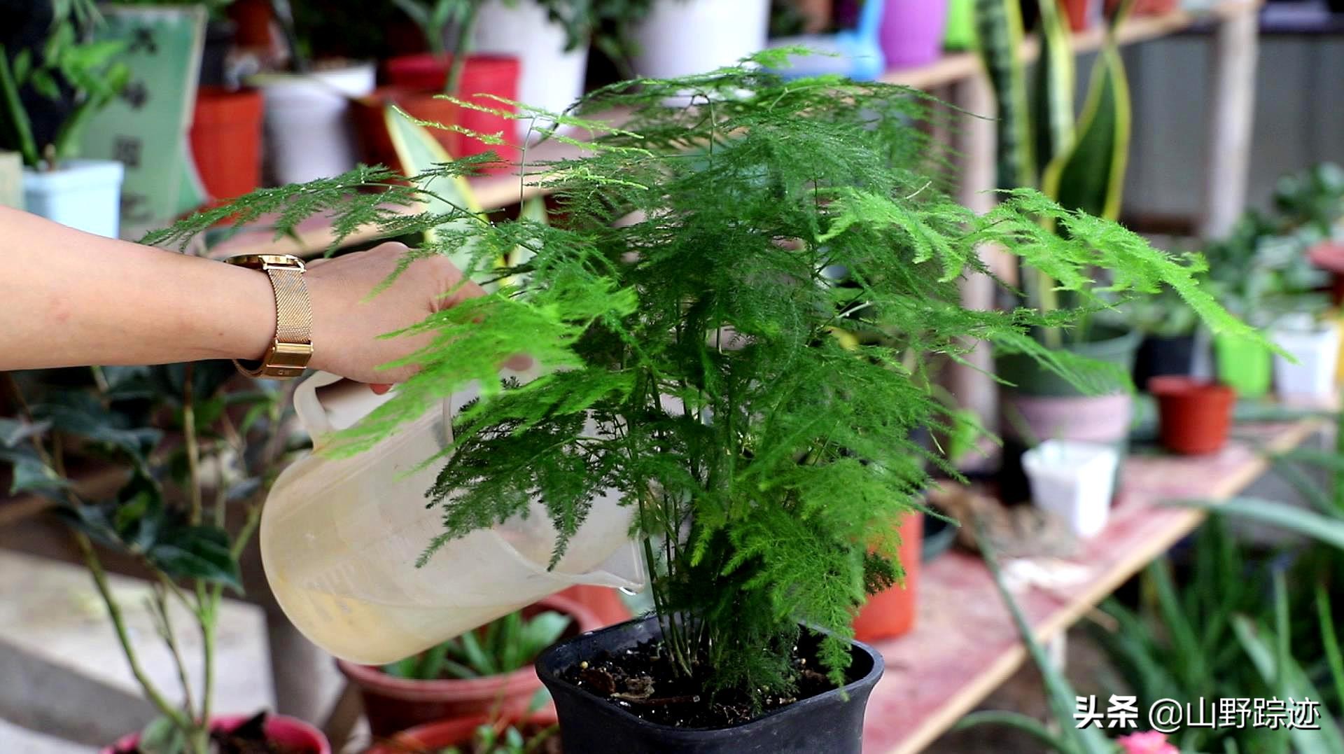 遇到花掉叶黄不如试试这一物，只需加一勺，会有意想不到的效果