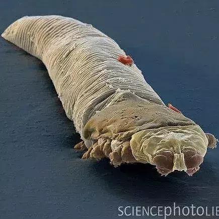 狗狗身上出红疹,原因很多速就诊