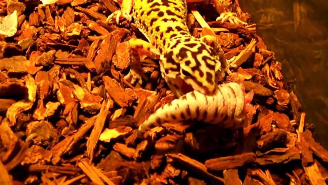 养守宫的乐趣是什么,如何跟守宫培养感情