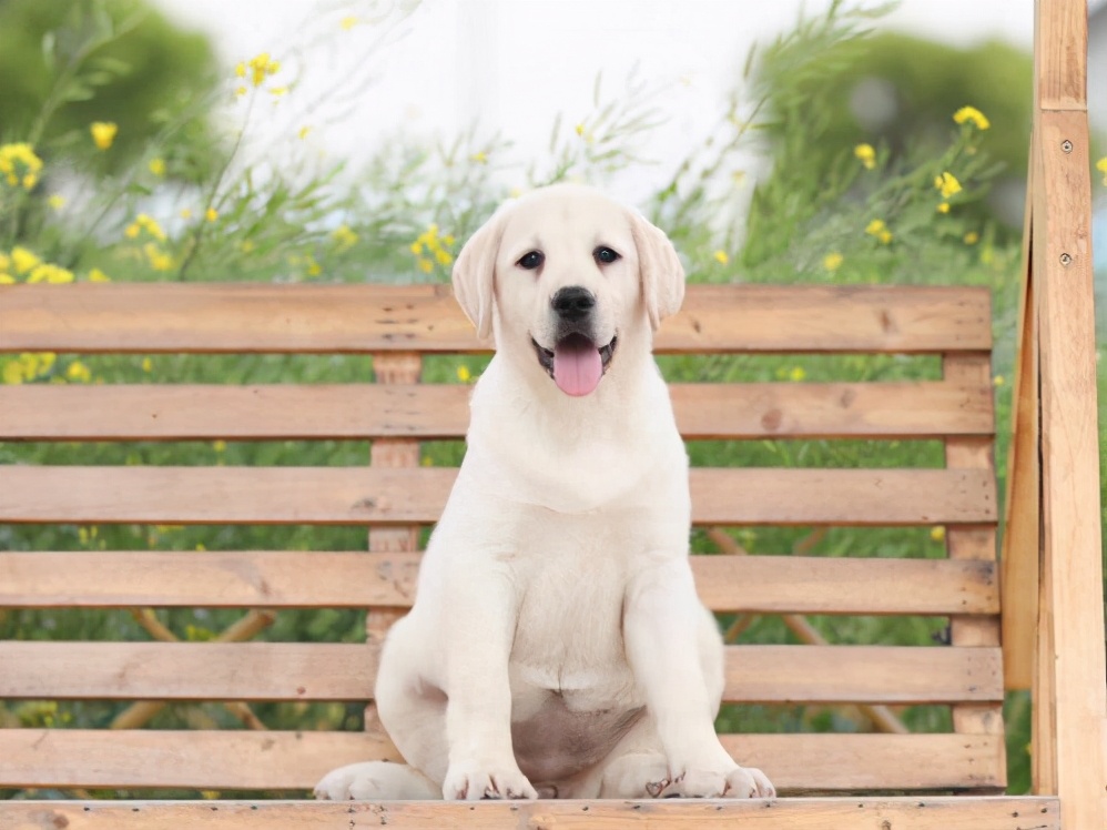 拉布拉多颜色最贵排名,拉布拉多什么颜色比较好看